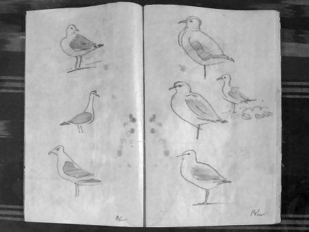 Seagull sketches