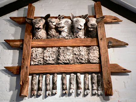 Sheep
