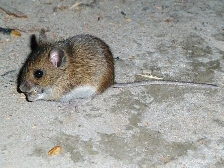 The wood pile mouse enjoying flapjack at the end of the firing